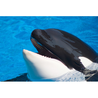 " Killer Whale " by Evgenyb