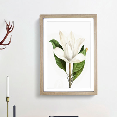 White Southern Magnolia Flower by Pierre-Joseph Redoute - Framed Print