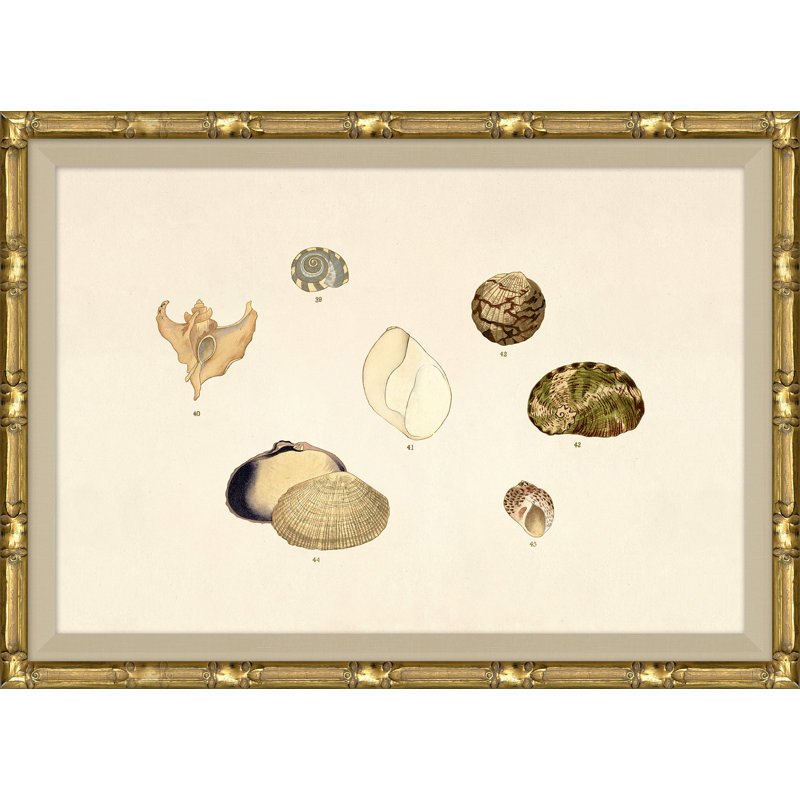 Malacology Study, Plate VI