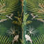 Boutique Paradise Lush Fabric