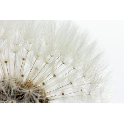Philana " Seeds Of A Dandelion "