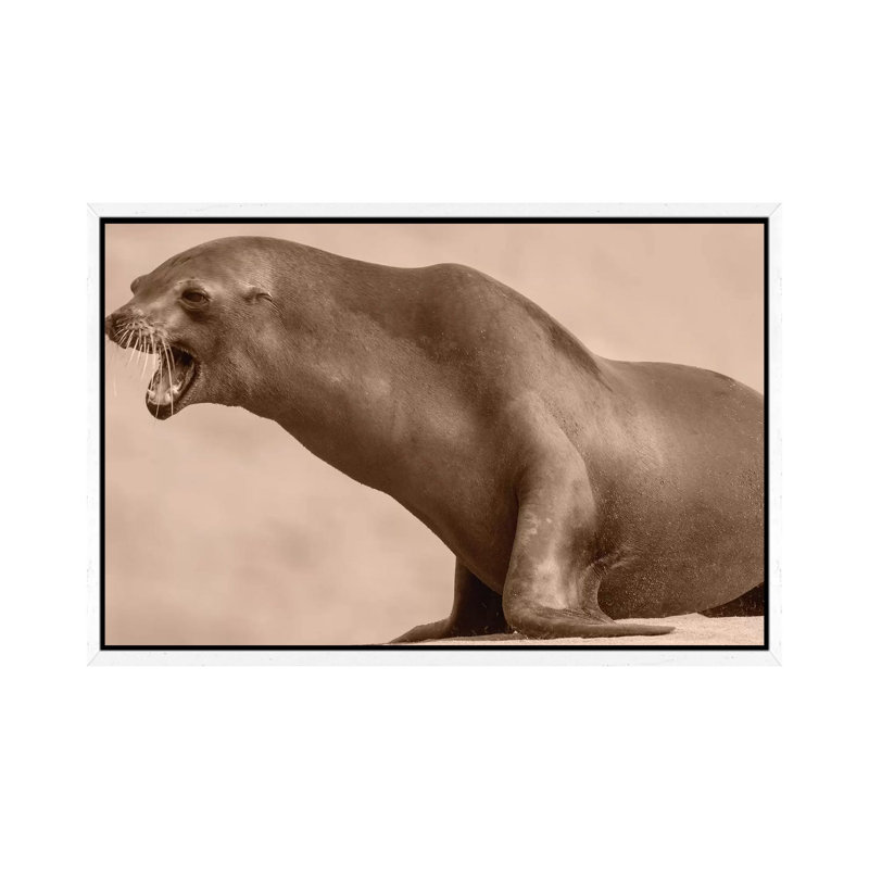 California Sea Lion Calling, La Jolla, California by Tim Fitzharris - Gallery-Wrapped Canvas Giclée on Canvas, White Framed