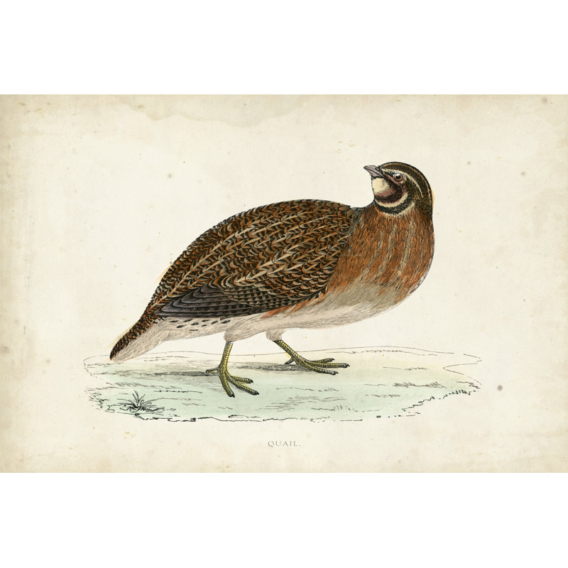 Morris Pheasants IV by Morris - Wrapped Canvas Print, 20cm H x 30cm W