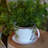 Byntlee Tea Cup Planter