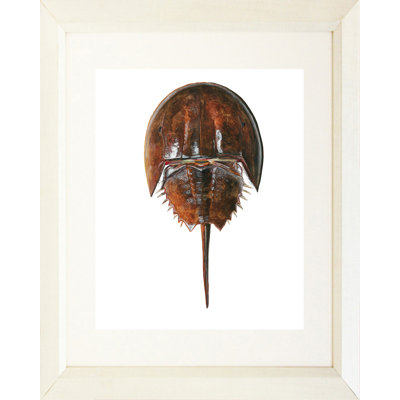 " Horseshoe Crab II " Oil Print