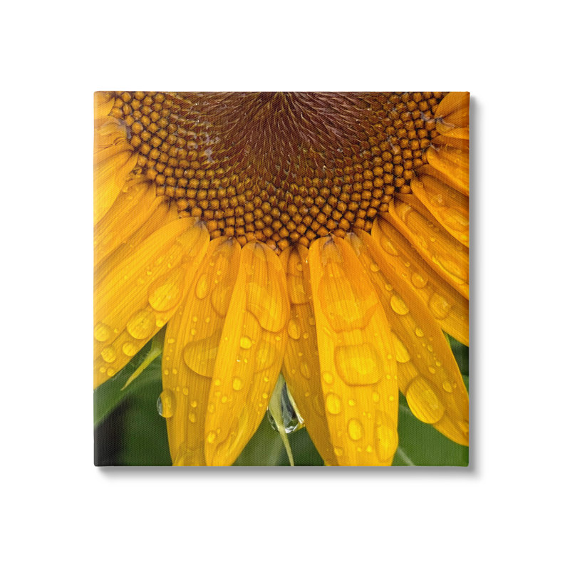 Au-720-Toile, gouttelettes d'eau, tournesol, nature sur toile par Gloria Palmer, H 17 po x l 17 po x P 1,5 po