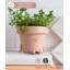 Cute Pots Pot Planter