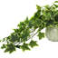 Plante de 13 po