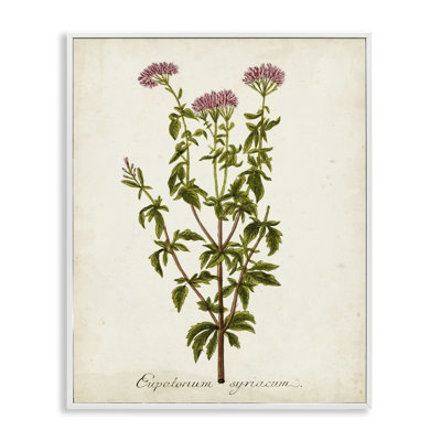 Étude de giclée sur fleur scientifique par l'inconnu bg-042