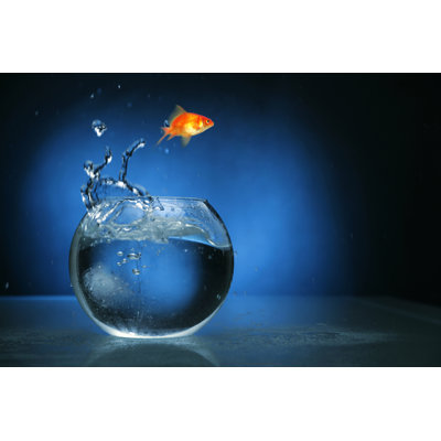 Goldfish Jumping with Blue Light by Lisegagne