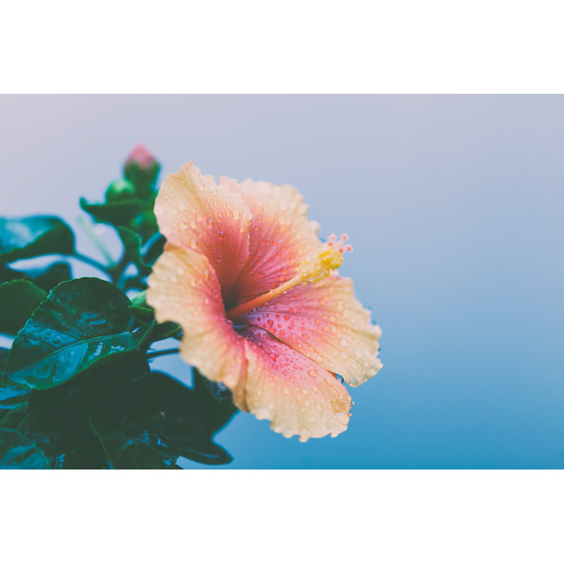 Hibiscus Flower Background 1 Piece Wrapped Canvas Wall Art, 81cm H x 122cm W x 3.8cm D