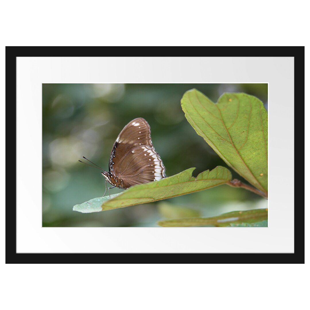 Gerahmtes Poster Kleine bräunlicher Schmetterling