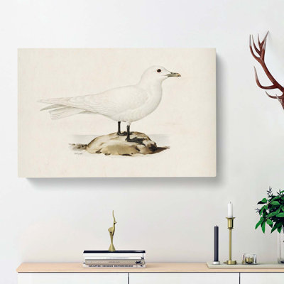Ivory Gull by Von Wright - Wrapped Canvas