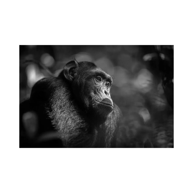 Chimpanzee Black and White 1 Piece Wrapped Canvas Wall Art, 66.04 cm H x 45.72 cm W x 1.91 cm D