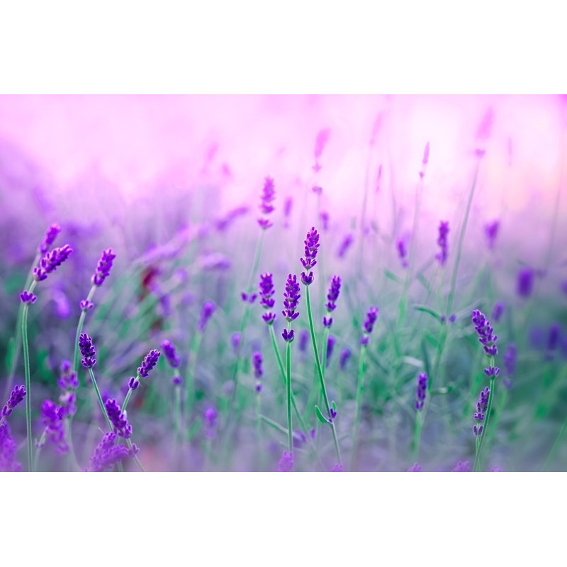 Lavande dans mon jardin - Photographie sur toile tendue, H 24 po x l 36 po