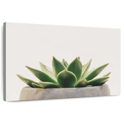 Harnek Stone Pot Succulent