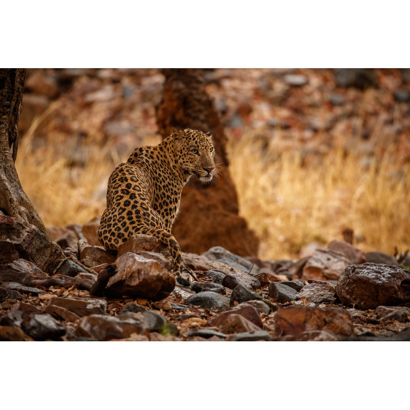 Leopard Wet In The Rain by Photocech - Wrapped Canvas Print, 51 cm H x 76 cm W