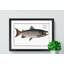 Male Salmon Fish by M.E. Bloch - Picture Frame Graphic Art Print-55760472-55760473