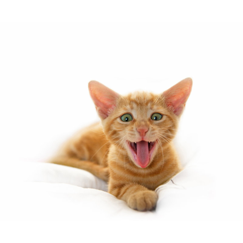 Yawning Cute Cat by Gregsi - Wrapped Canvas Print, 91cm H x 91cm W