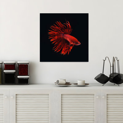 Red Betta Fish Contemporary Fish Wildlife Art