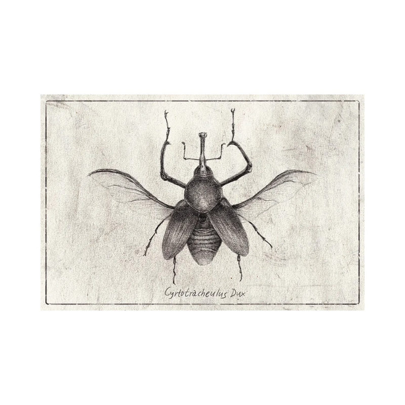 MKB142-Cyrtotracheulus Dux, H 8 po x l 12 po x P 0,75 po