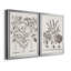 «Sepia Besler Botanicals I», ensemble de 2 reproductions d'art sur toile encadrées-998066299-998066298