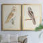 Toile encadrée de qualité supérieure Barn Owl - prête à être accrochée-368918795-368918796