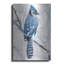 «Blue Jay 1» par Stellar Design Studio-1916914414
