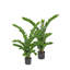 Fausse plante botanique Zamifolia