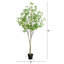 7 pi. Cornouiller artificiel