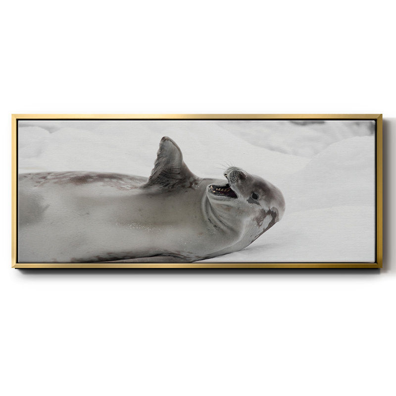 Laughing Seal- Framed Canvas, 24" H x 60" W