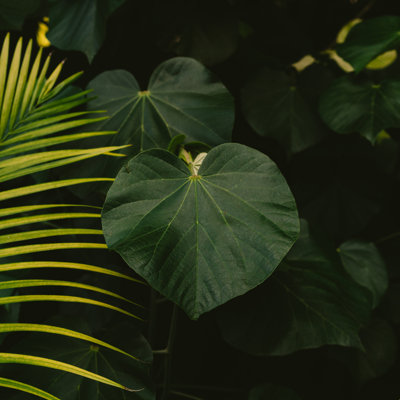 Hawaï tropical