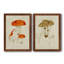 Toile encadrée de qualité supérieure Mushroom Variétés-816178450-816178449