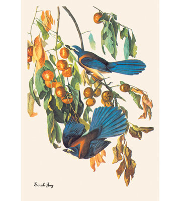 John Audubon - Wrapped Canvas Print