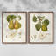 Reproduction encadrée Vintage Pears V-Premium - prête à être accrochée - aucun clou requis - aucun clou requis-36246430-36246416