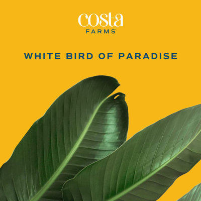 Costa Farms Indoor White Bird of Paradise House Plant in 8.25" Grower Pot