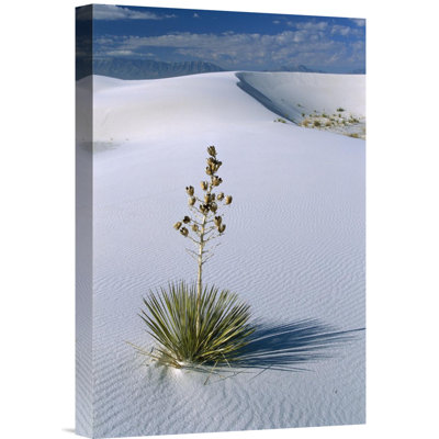 " Soaptree Yucca "