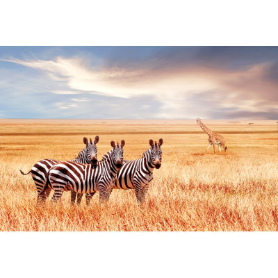 Group of wild zebras 1 Piece Wrapped Canvas Wall Art