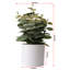 Fausse plante en pot 10 po