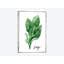 « aquarelle herbes vi », impression sur toile-28020472-72570601-72570602