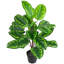 Grande plante verte en pot 30 po Calathea