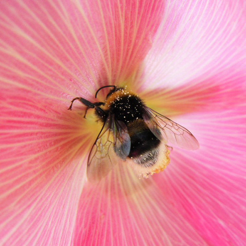 Tellier Bumble Bee - Wrapped Canvas Print, 122cm H x 122cm W x 3.8cm D