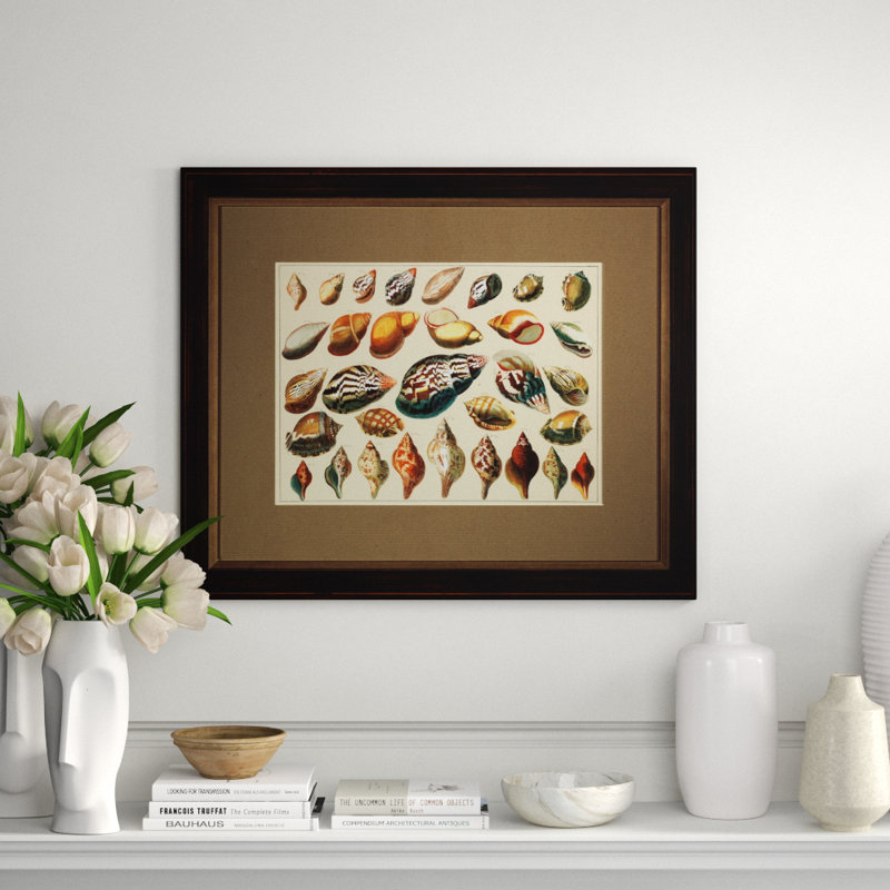 Shell Diagram II Print