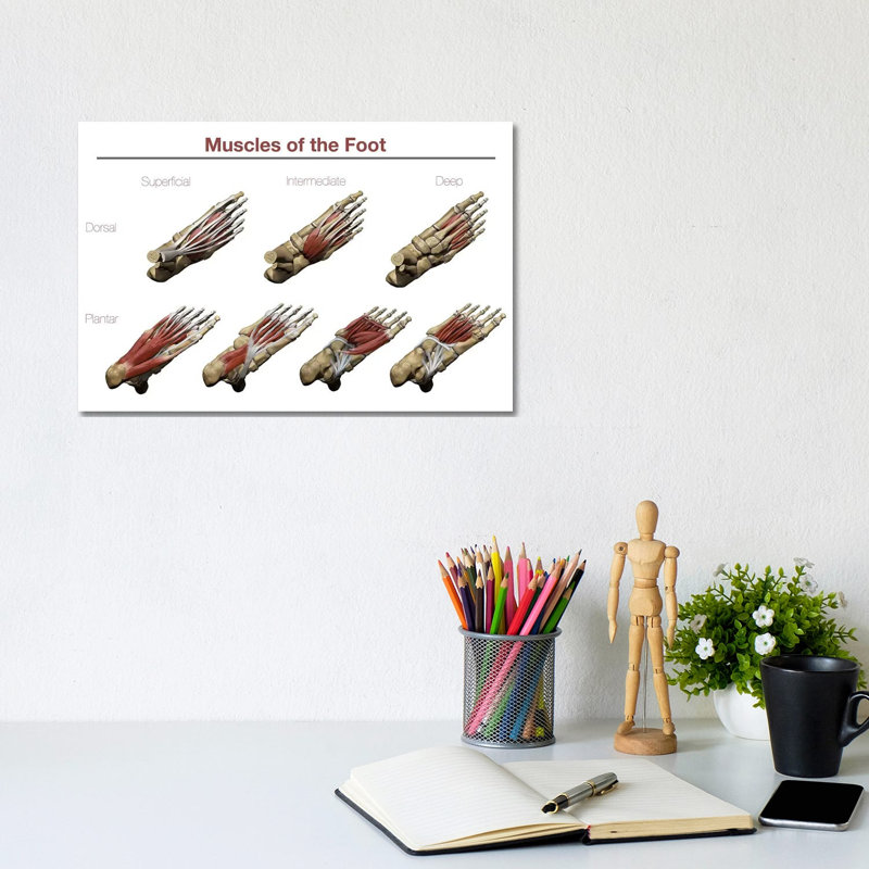 Muscles of the Foot par Photon Illustration - impression sur toile tendue, H 8 po x l 12 po x P 0,75 po