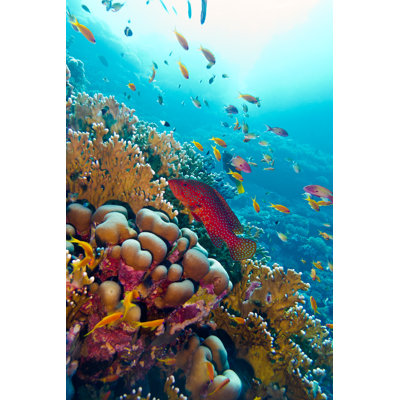 Colorful Coral Reef - Wrapped Canvas Print