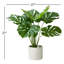 Plante en pot 21 "Evergreen-1974458980