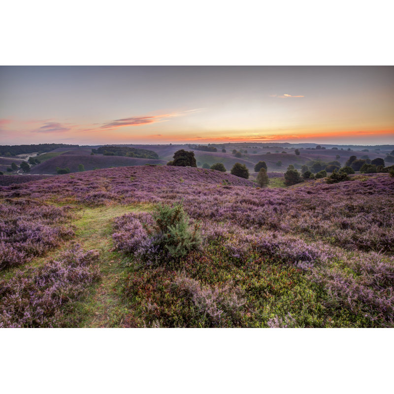 Heathland Landscape At Sunrise by Elroyspelbos - Wrapped Canvas Print, 30cm H x 46cm W x 3.8cm D