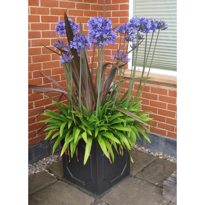 Berenice Handmade Pot Planter, 52 cm H x 46 cm W x 46 cm D, Faux Lead