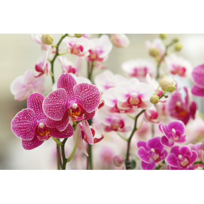 «Beautiful Orchid» par - Photographie de toile tendue