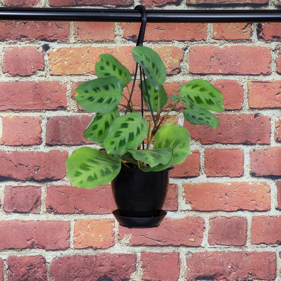 Live Green Prayer Plant in Hanging Pot Thorsen's Greenhouse